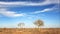 Kruger scrubland, trees and summer skies