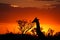 Kruger Sunset with Giraffe