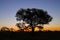 Kruger Sunset with Savanna trees