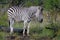 Kruger Zebra