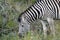 Kruger Zebra