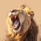 Krugers pride male lion roars majestically in South Africas wilderness