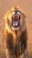 Krugers pride male lion roars majestically in South Africas wilderness