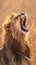 Krugers pride male lion roars majestically in South Africas wilderness