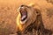 Krugers pride male lion roars majestically in South Africas wilderness