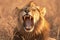 Krugers pride male lion roars majestically in South Africas wilderness