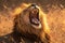 Krugers pride male lion roars majestically in South Africas wilderness