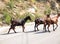 Kruje, 30th august: Beautiful Goats on the road near Old Bazaar of Kruje in Albania