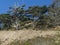 Krumholz trees on cliff Oregon coast