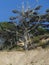 Krumholz trees on cliff Oregon coast