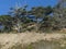 Krumholz trees on cliff Oregon coast