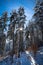 Krushevo Winter Forest with Snow