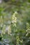 Krylova`s Monkshood, Aconitum krylovii, flower and bumblebee