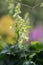Krylova`s Monkshood, Aconitum krylovii, flowering