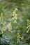 Krylova`s Monkshood, Aconitum krylovii, flowers and bumblebee