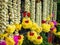 Kuala Lumpur, Malaysia : Indian flower shop at Batu caves temple and Hindu shrine