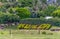 Kualoa Ranch Sign