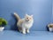Kucing kitten persian lobghair cat pet anggora