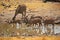 A kudo group and giraffes at a water hole