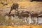 A kudo group and giraffes at a water hole