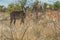 Kudo male in the Namibian savannah. Etosha.