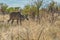 Kudo male in the Namibian savannah. Etosha.