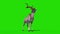 Kudu African Antelope Dies Green Screen 3D Rendering Animation