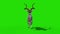 Kudu African Antelope Fast Runcycle Front Green Screen 3D Rendering Animation