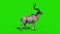 Kudu African Antelope Green Screen 3D Rendering Animation