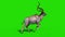 Kudu African Antelope Runcycle Green Screen 3D Rendering Animation