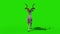 Kudu African Antelope Walkcycle Front Green Screen 3D Rendering Animation