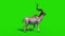 Kudu African Antelope Walkcycle Green Screen 3D Rendering Animation