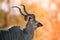 Kudu animal at African forest, mature kudu bull silhouetted against the golden light of a setting African sun, Front view of a