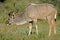 Kudu antelope