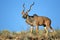 Kudu antelope