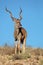 Kudu antelope