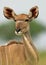 Kudu antelope