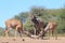 Kudu Antelope - An African Family and Salt