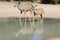 Kudu Antelope - African Moms, Reflections and Wildlife