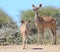 Kudu Antelope - African Moms and Wildlife