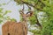 Kudu Antelope - African Wildlife Background - Bull Curls