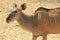 Kudu Antelope - African Wildlife Background - Funny Nature