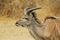 Kudu Antelope - African Wildlife Background - Harley Horns