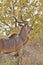 Kudu Antelope - African Wildlife Background - Pose of Bull