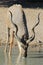 Kudu Antelope - African Wildlife - Bull Elegance and Splendor