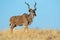 Kudu antelope against a blue sky