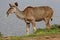 Kudu Antelope Eating