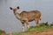 Kudu Antelope Eating