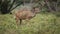 Kudu antelope feeding