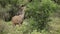 Kudu antelope feeding